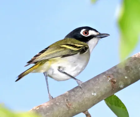 Black-capped vireo, photo by Alan Schmiere/Flickr