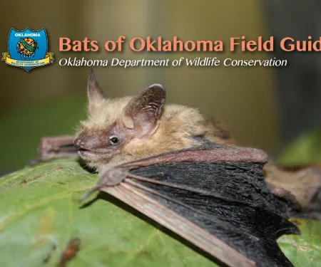 Bats of Oklahoma Field Guide Cover