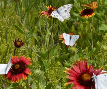 Checkered Whites on flowers.