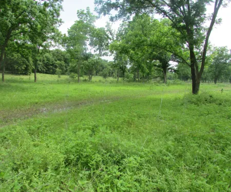 Field with trees showing timber improvement.