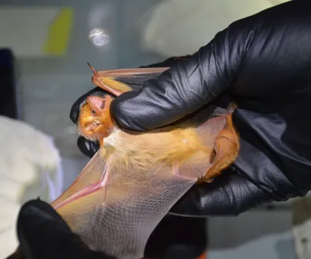 Biologist examining a bat at the Ozark Plateau National Wildlife Refuge