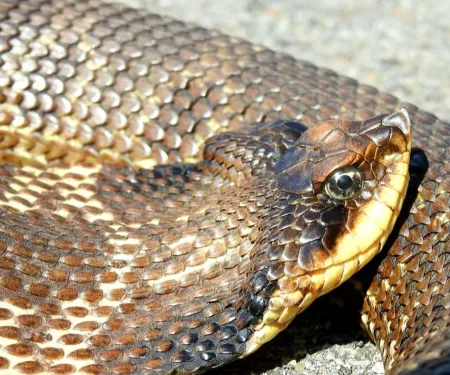 Hognose snake, photo by Holly Lackey