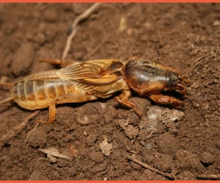 The Lost Cricket Project | Oklahoma Department of Wildlife Conservation