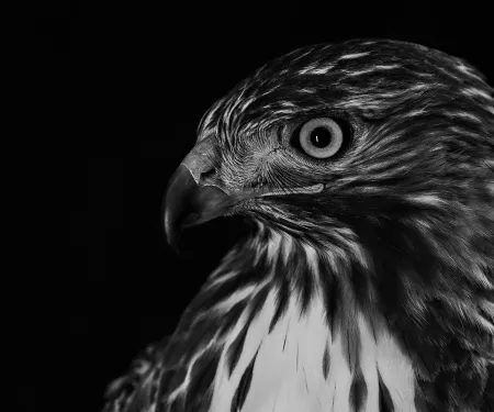 Red-tailed hawk, photo by Heather Bullard/RPS 2017