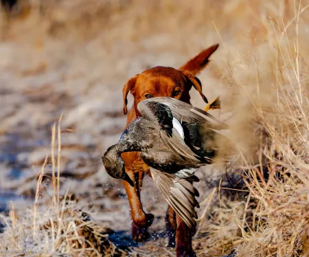 Dog retrieving waterfowl.  Photo by Taylor Averill/RPS 2021