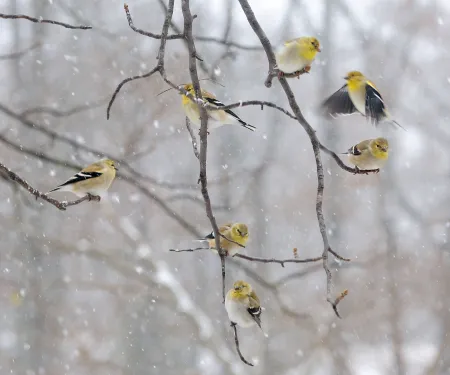 Goldfinches in a winter storm.  Photo by Sarah Rodefeld/RPS 2015