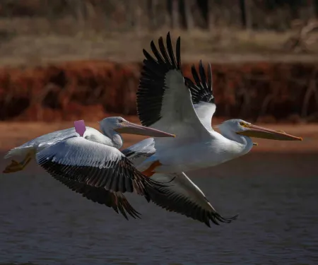 American White Pelican.  Photo by Stephen Ofsthun