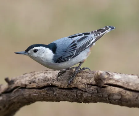 White-breasted Nuthatch. Photo by Glen Gebhart/RPS 2015