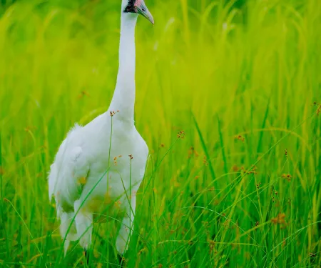 Whooping cranes will soon be migrating through Oklahoma. Photo by Josh More/Flickr/CC-BY-NC-ND 2.0