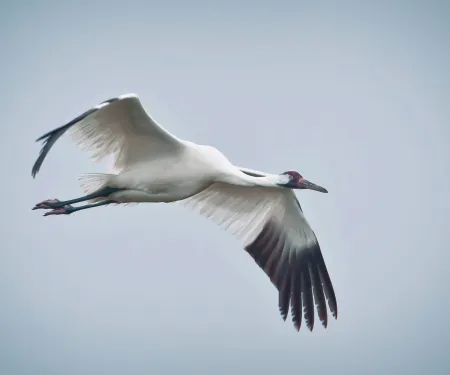 Whooping Crane.  Photo by USDA