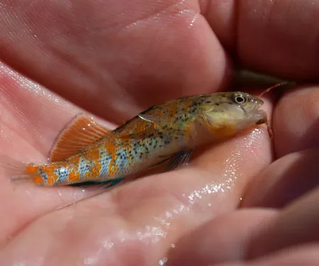 A small, brightly colored fish with a hook in the mouth.