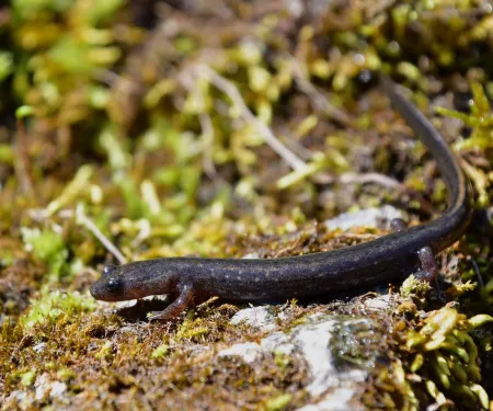 A brown salamander with a golden stripe on its tail