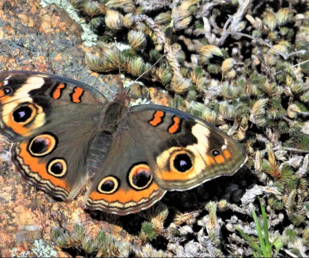 A brown and orange butterfly with multiple spots on its wings