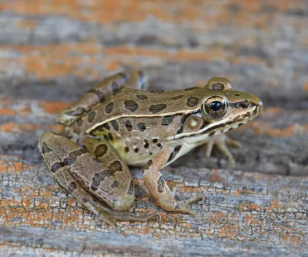 A green and brown spotted frog.