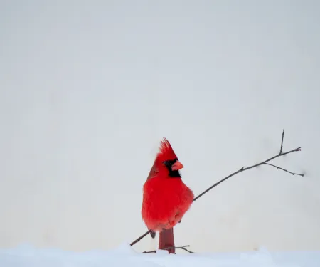 A red bird perches on a small twig sticking out of the snow. 