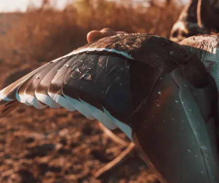 A close up photograph of a hunter holding out a duck's wing.