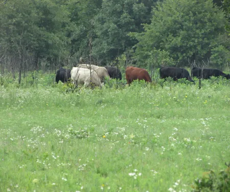 A herd of cattle feed in a grassy pasture. 