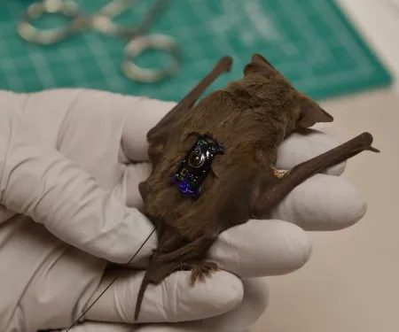 A Mexican free-tailed bat with a small transmitter on its back in a gloved hand. 