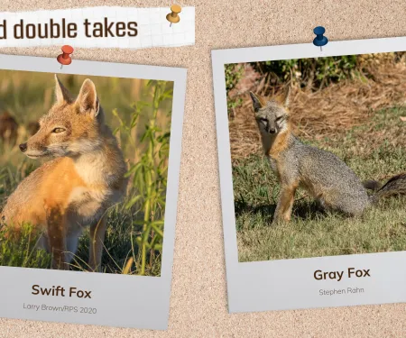 A corkboard with images of two rusty-colored foxes