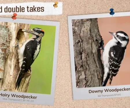 A corkboard with images of two black and white woodpeckers