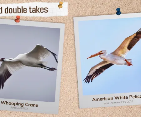 A corkboard with images of two large white birds in flight. 