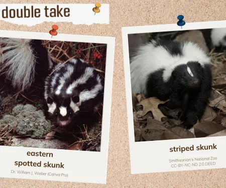 A corkboard with images of two skunks