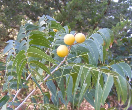 A tree with compound leaves and pale fruits. 