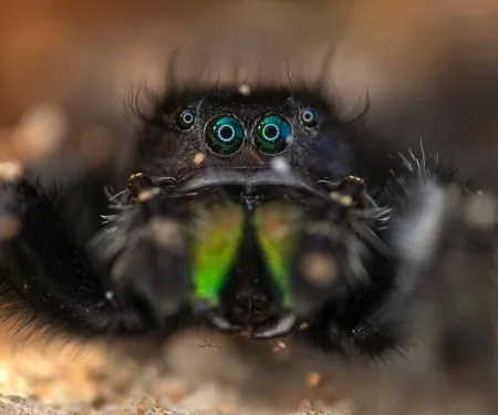 A black spider with green mouthparts and four of its eight eyes showing faces the camera.