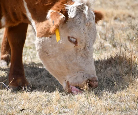 A cow with a red body and a white face eats grass. 