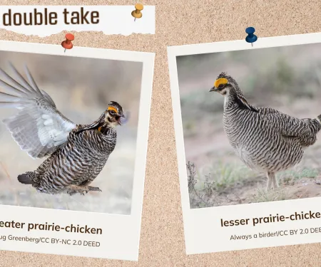 A corkboard showing two look-alike grouse.