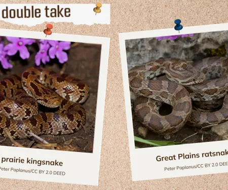 A corkboard showing two look alike snakes. 