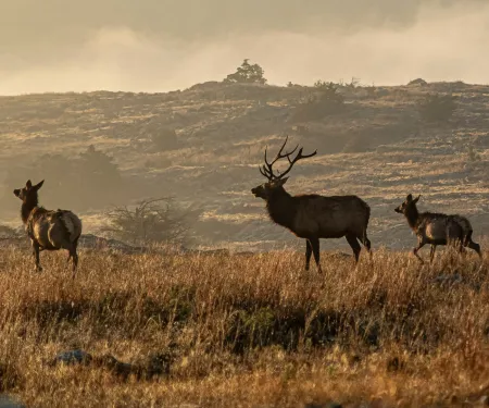 Four elk are photographed in a misty landscape.
