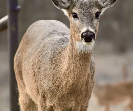 A photo of a whitetail doe in an Oklahoma forest.