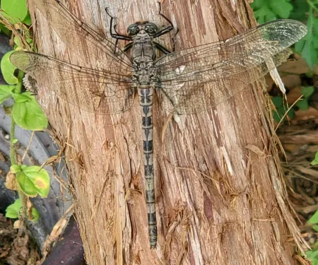 gray petaltail