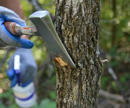 A close up of a hatchet making a cut in a small tree with a spray bottle in the background