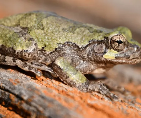 A green and gray mottled frog perches on a log.