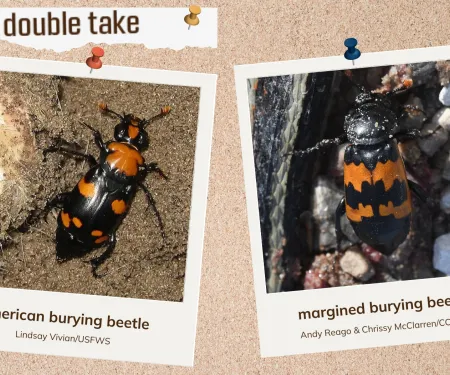 A corkboard showing to look-alike burying beetles with black and orange markings.