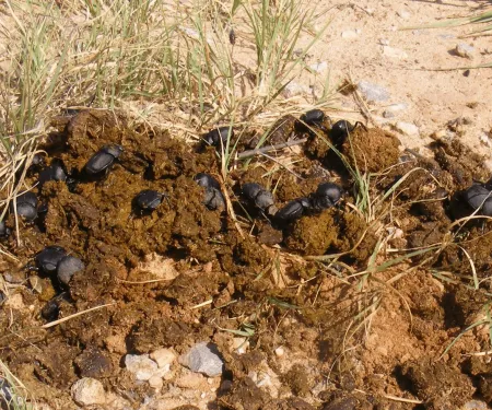 A group of dung beetles on top a pile of lung.