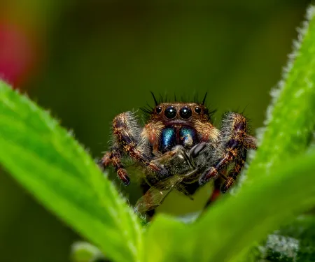 A brown and black spider perches between two green leaves with an insect held between its front legs. 