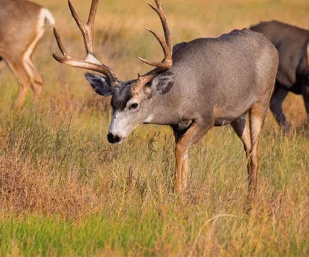 Three mule deer are standing and grazing in a field.