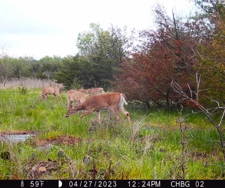 A photo taken from a trail camera of a small herd of deer within an ozark glade.