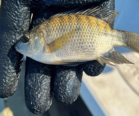 A gloved hand holding a young tilapia collected furing an electrofishing survey in NW Oklahoma.