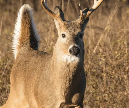 A whitetail buck is photographed just before it sprints away.