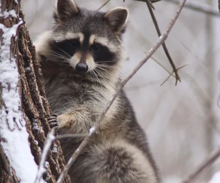 A raccoon is in a snowy tree looking towards the camera.