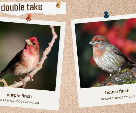 A corkboard with two images of reddish songbirds. 