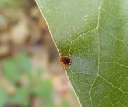 A tick sits on the edge of a leaf.