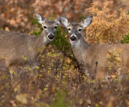 Two does are in the autumn woods, looking towards the camera.