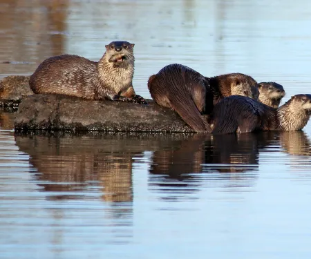 River otters sit on a large rock surrounded by water.