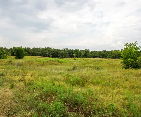A photo of ideal deer habitat of mixed vegetation.