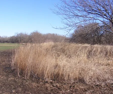 A photo of a good example of diverse habitat in Oklahoma. Trees in the distance, tall grass and a large field can be seen.